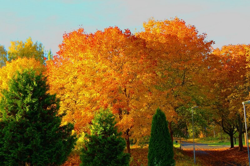 Autumn Trees in Park — Orange, Serene, Photograph, Path, Streetlights