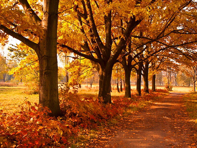 Autumn Trees in Park — Orange, Serene, Photograph, Path