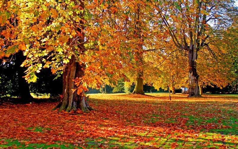 Autumn Trees in Park — Orange, Serene, Photograph