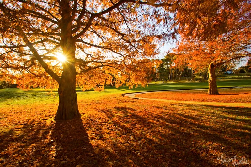 Autumn Trees in Park — Orange, Serene, Sunset
