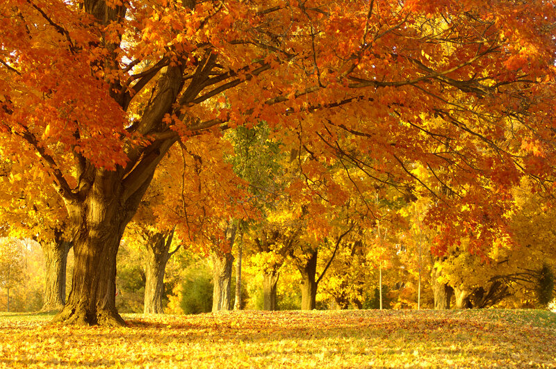 Autumn Trees in Park — Photograph, Yellow