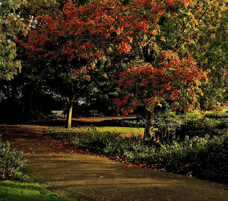 Autumn Trees in Park — Red, Serene, Photograph, Bench