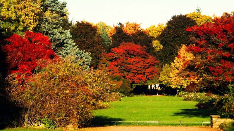 Autumn Trees in Park — Red, Serene, Photograph, Grass, Bushes