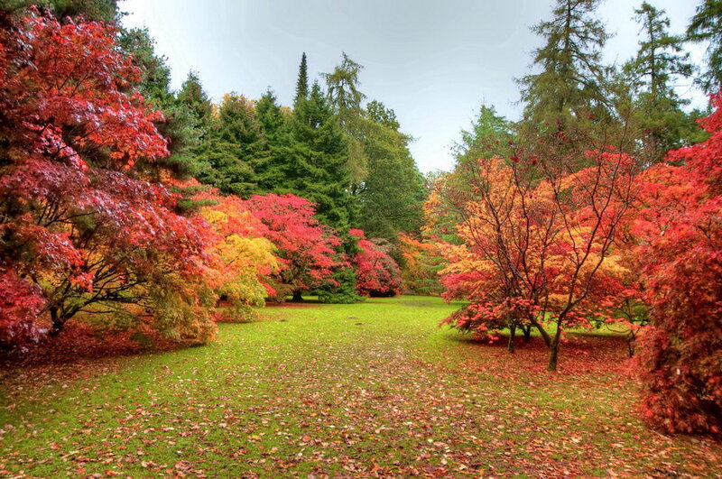 Autumn Trees in Park — Red, Serene, Photograph, Grass, Leaves