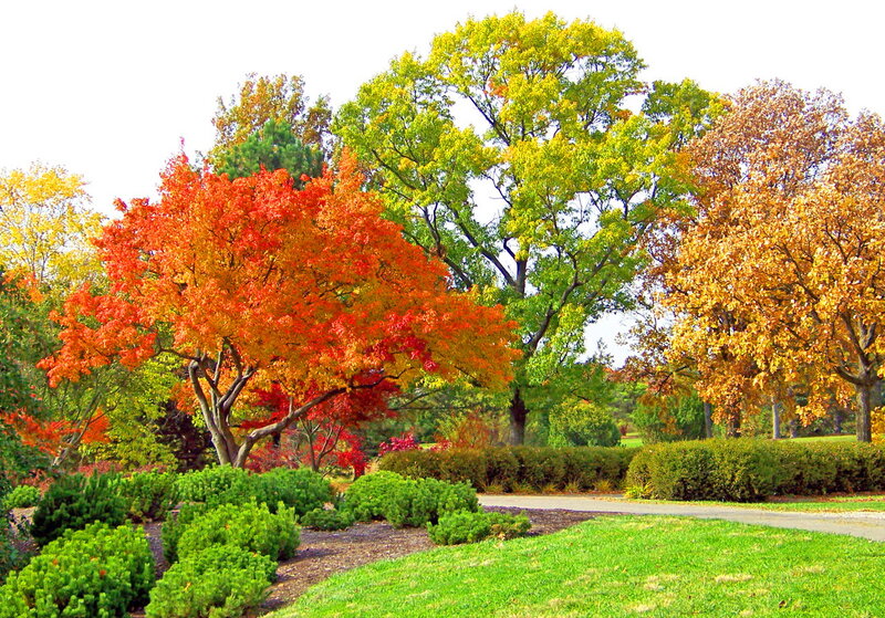 Autumn Trees in Park — Red, Serene, Photograph, Grass
