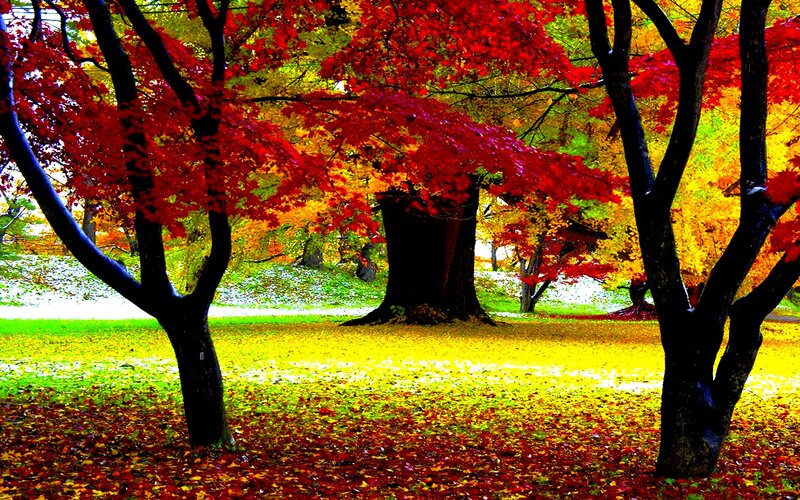 Autumn Trees in Park — Red, Serene, Photograph, Leaves, Grass
