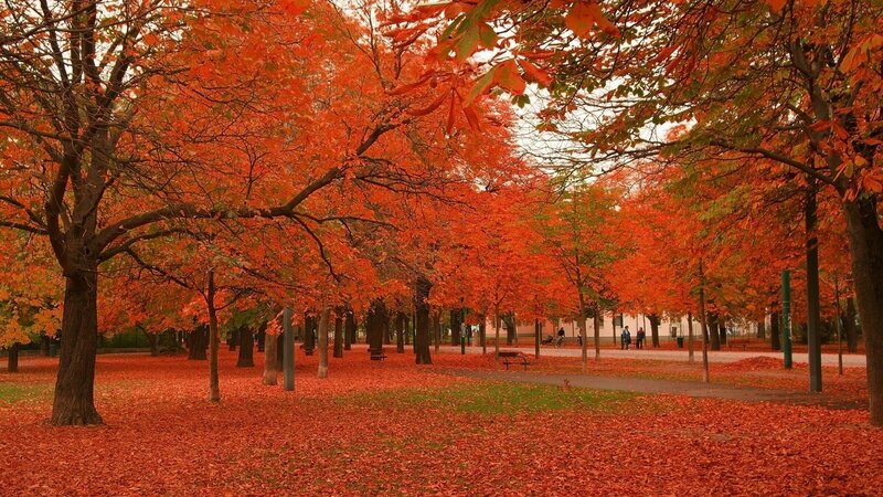 Autumn Trees in Park — Red, Serene, Photograph, Leaves, Path