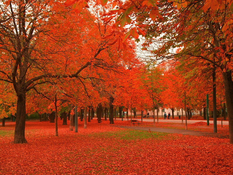 Autumn Trees in Park — Red, Serene, Photograph, Leaves
