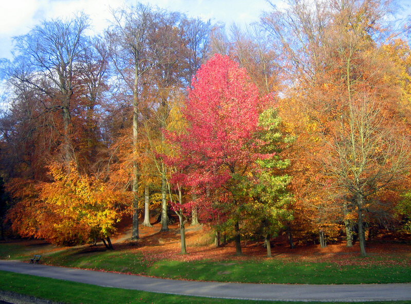 Autumn Trees in Park — Red, Serene, Photograph, Path, Bench
