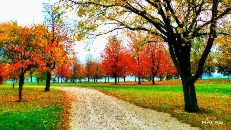 Autumn Trees in Park — Red, Serene, Photograph, Path, Grass
