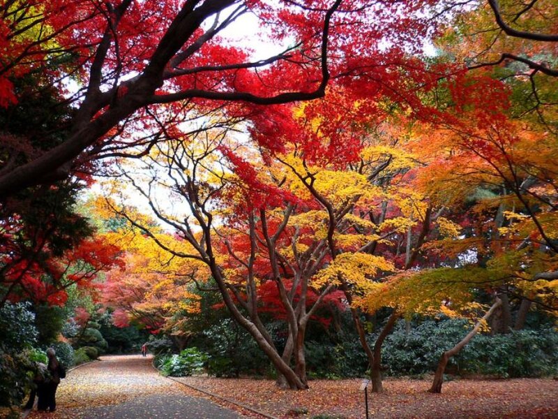 Autumn Trees in Park — Red, Serene, Photograph, Path, Leaves