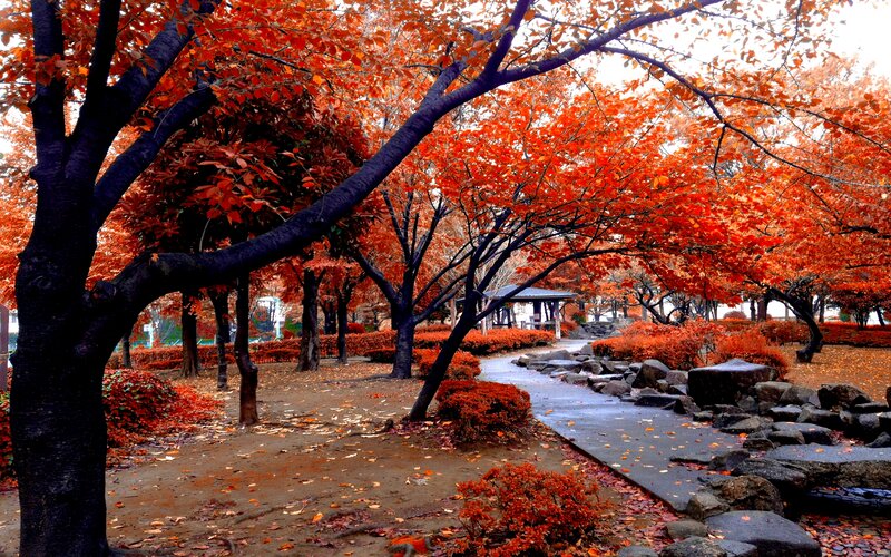 Autumn Trees in Park — Red, Serene, Photograph, Path