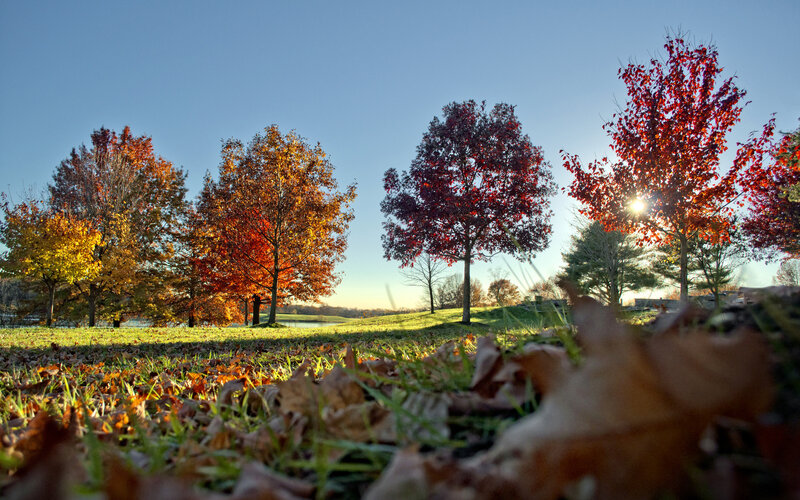 Autumn Trees in Park — Red, Serene, Photograph