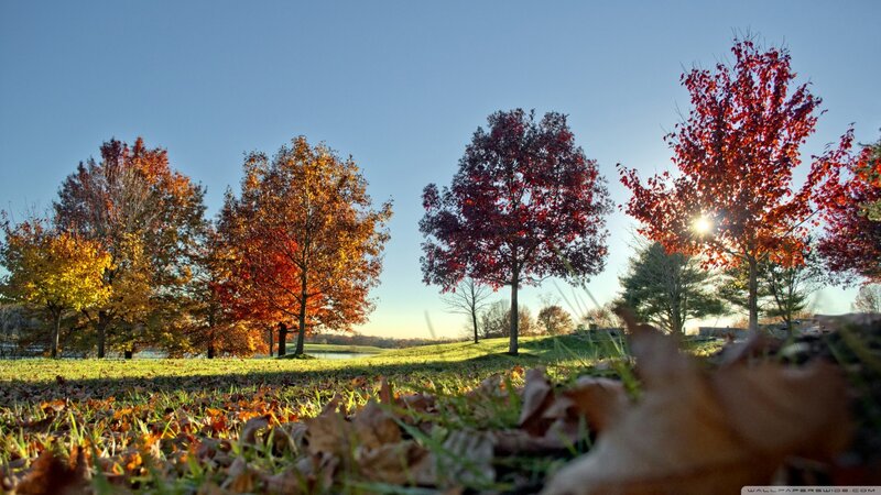 Autumn Trees in Park — Red, Serene, Sunset