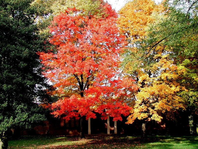 Autumn Trees in Park — Red, Serene