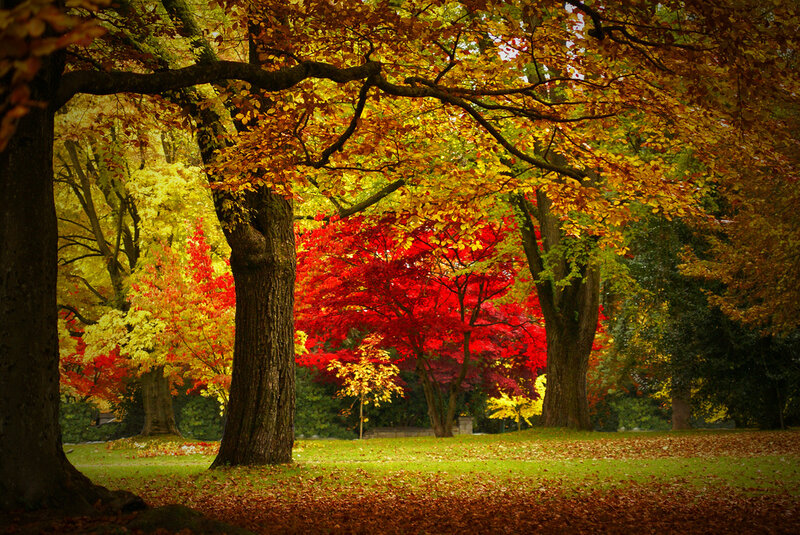 Autumn Trees in Park — Red