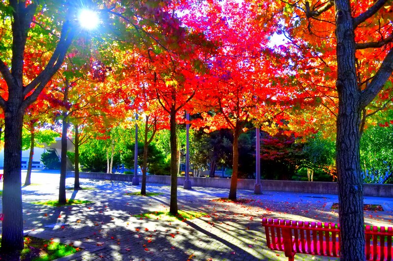 Autumn Trees in Park — Red, Vibrant