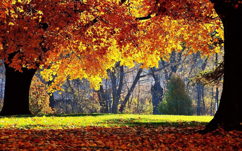 Autumn Trees in Park — Serene, Green