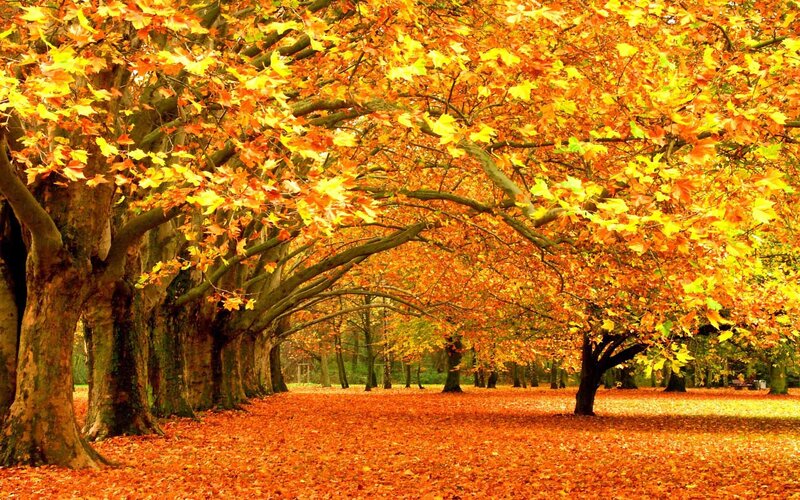Autumn Trees in Park — Serene, Ground