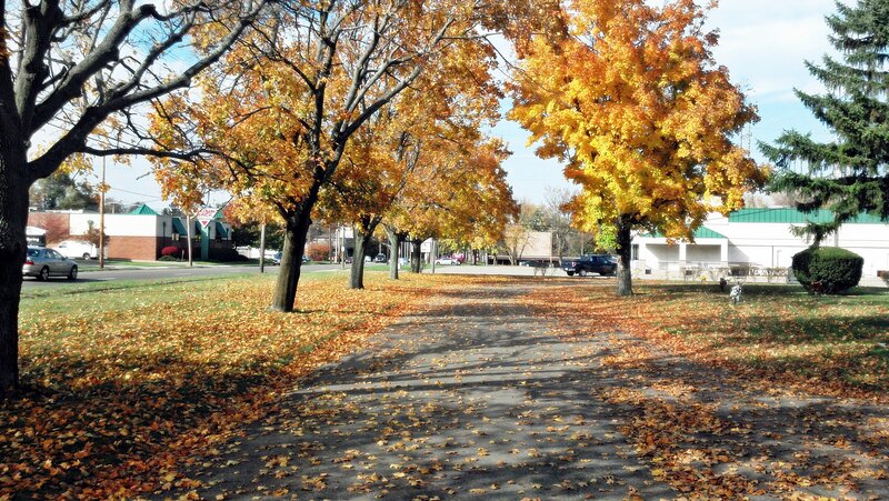 Autumn Trees in Park — Yellow, Calm, Photograph