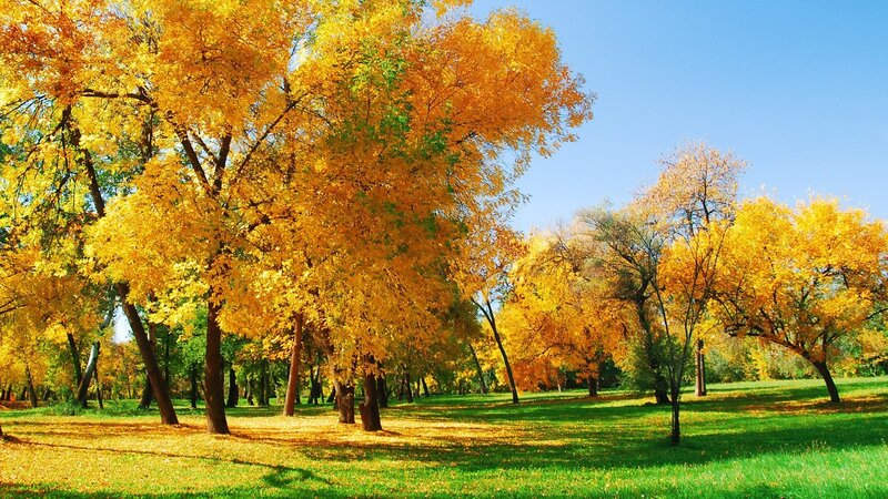 Autumn Trees in Park — Yellow, Green