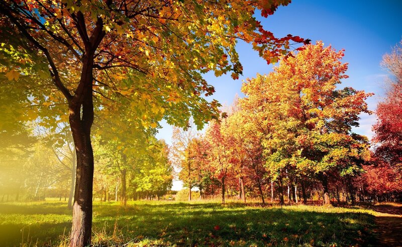 Autumn Trees in Park — Yellow, Serene, Afternoon
