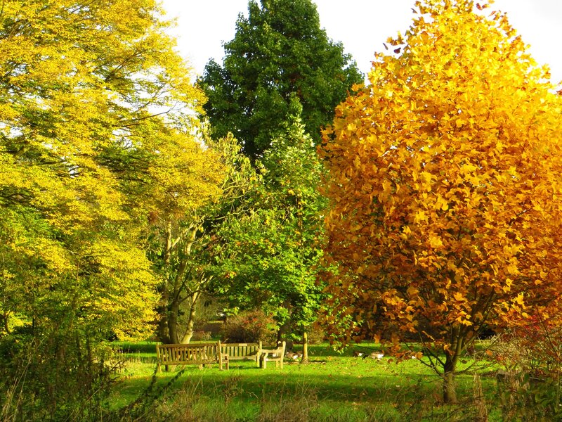 Autumn Trees in Park — Yellow, Serene, Photograph, Benches, Grass