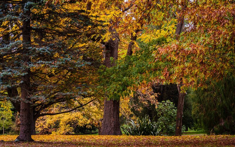 Autumn Trees in Park — Yellow, Serene, Photograph, Fallen Leaves, Evergreen Tree