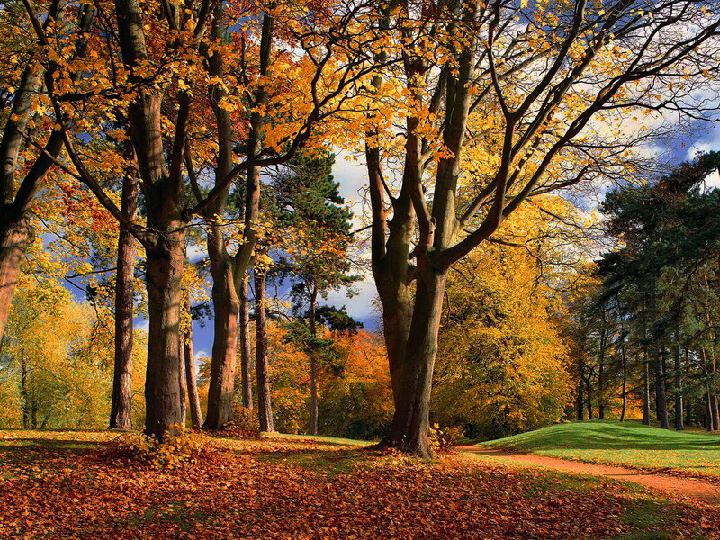 Autumn Trees in Park — Yellow, Serene, Photograph, Fallen Leaves