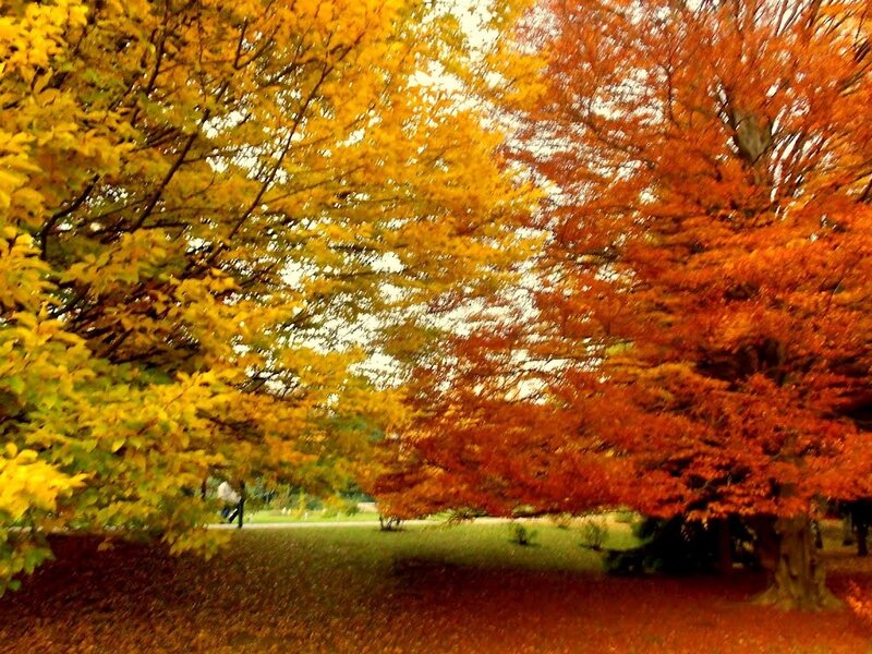 Autumn Trees in Park — Yellow, Serene, Photograph, Grass, Fallen Leaves