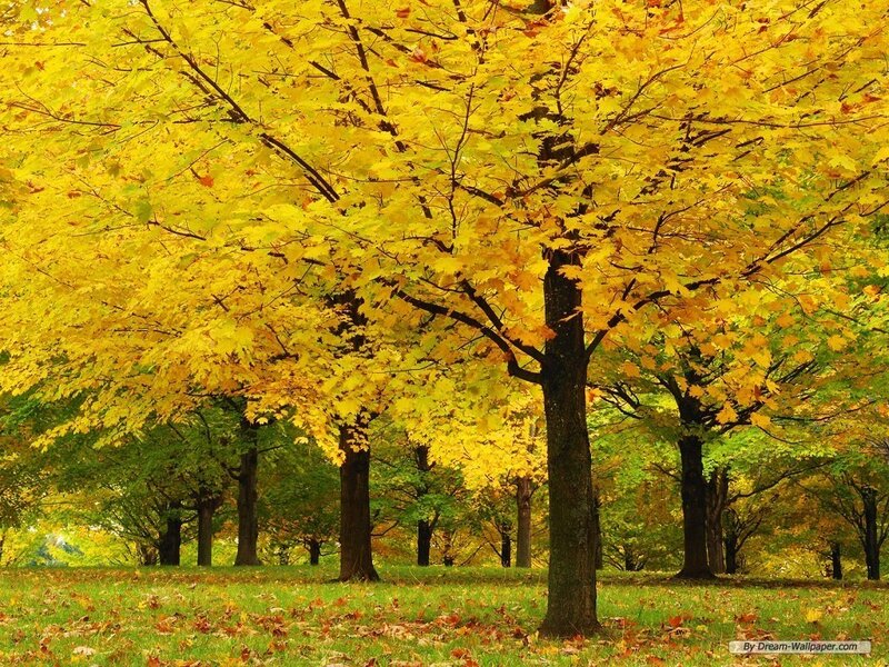Autumn Trees in Park — Yellow, Serene, Photograph, Grass, Leaves, Forest