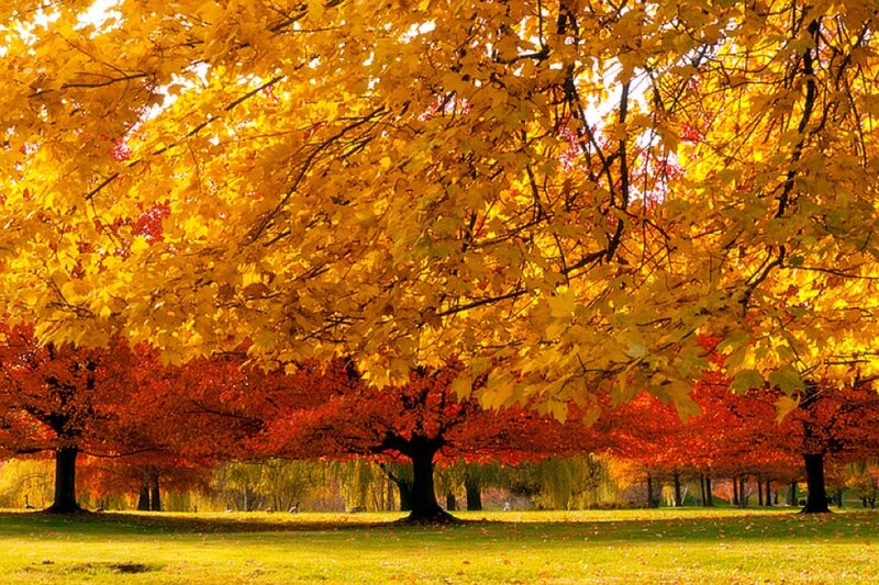 Autumn Trees in Park — Yellow, Serene, Photograph, Grass, Leaves