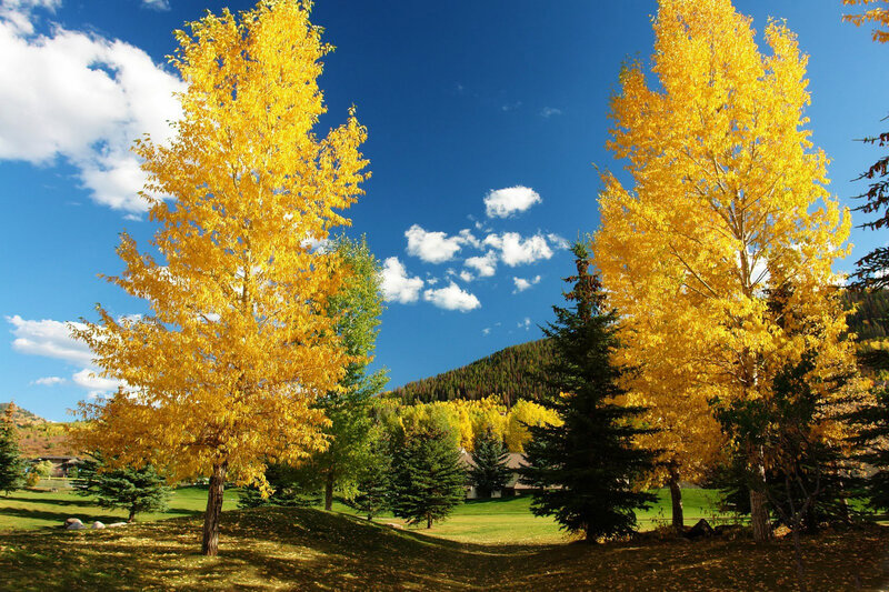 Autumn Trees in Park — Yellow, Serene, Photograph, Grass, Mountain