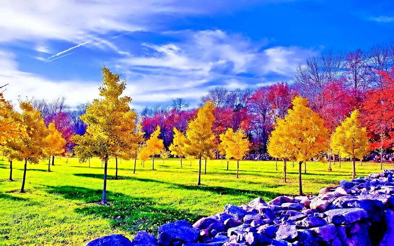 Autumn Trees in Park — Yellow, Serene, Photograph, Grass, Rocks