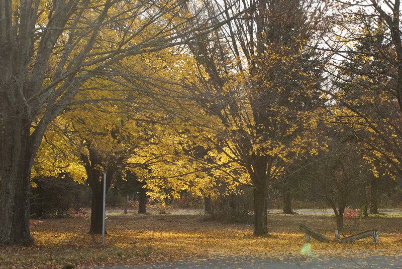 Autumn Trees in Park — Yellow, Serene, Photograph, Leaves, Bench