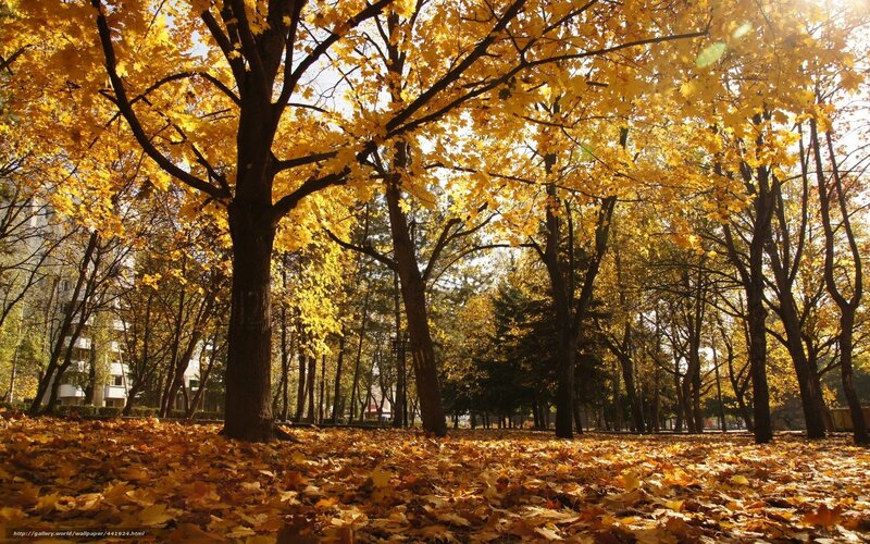 Autumn Trees in Park — Yellow, Serene, Photograph, Leaves, Building