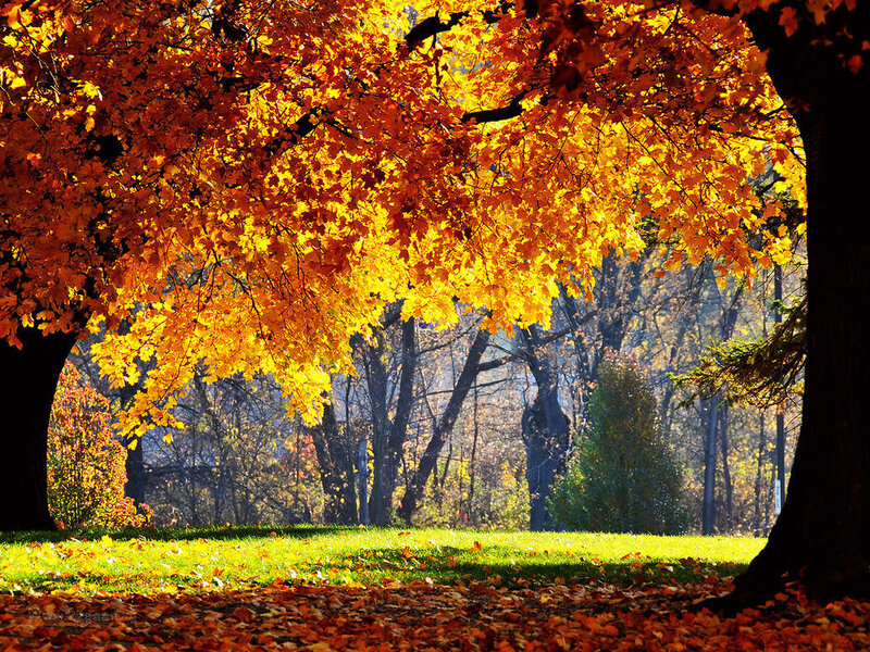 Autumn Trees in Park — Yellow, Serene, Photograph, Leaves, Grass, Sunlight