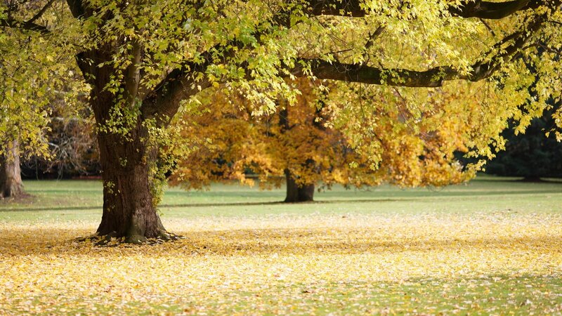 Autumn Trees in Park — Yellow, Serene, Photograph, Leaves, Grass, Tree
