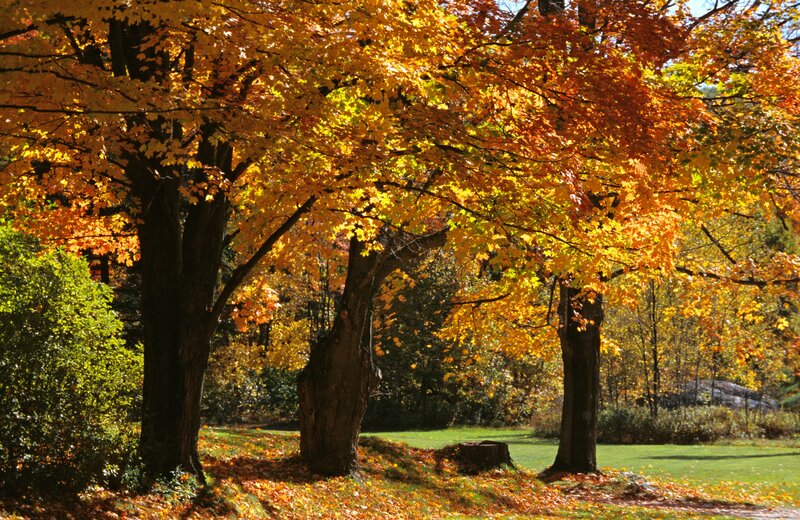 Autumn Trees in Park — Yellow, Serene, Photograph, Leaves, Grass, Tree Trunk