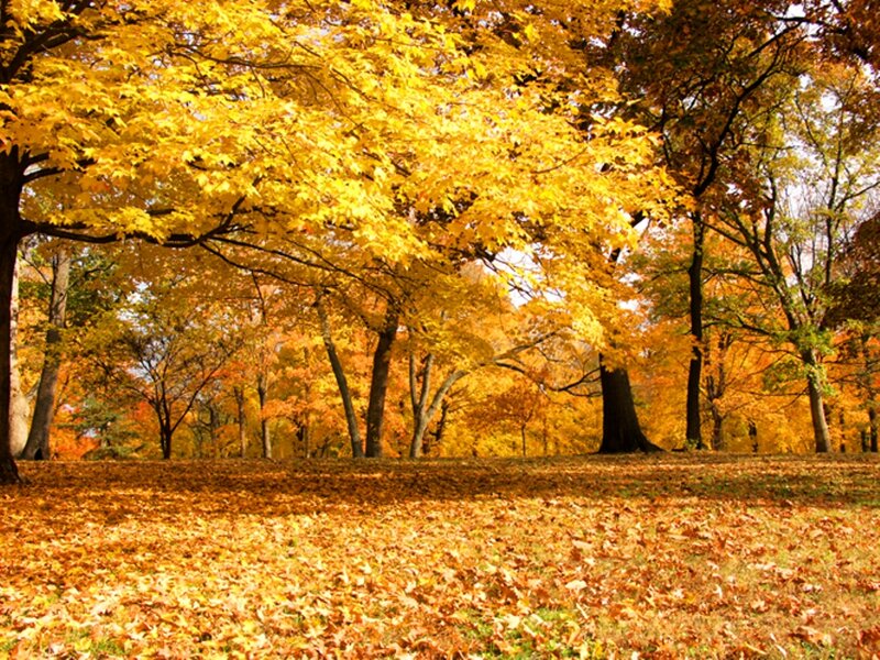 Autumn Trees in Park — Yellow, Serene, Photograph, Leaves, Ground