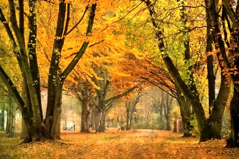 Autumn Trees in Park — Yellow, Serene, Photograph, Leaves, Path, People