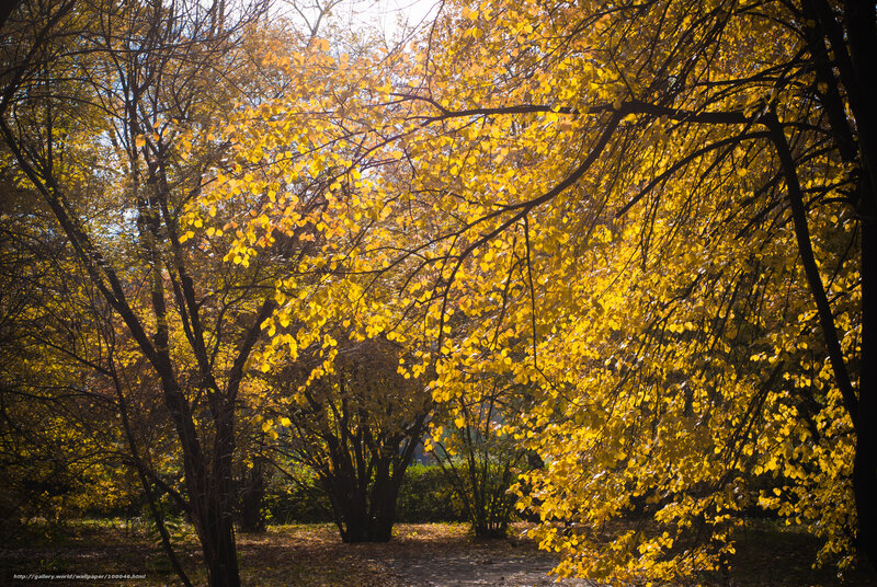 Autumn Trees in Park — Yellow, Serene, Photograph, Leaves, Path, Sunlight
