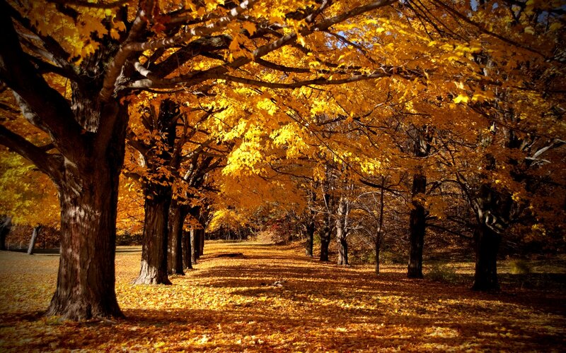 Autumn Trees in Park — Yellow, Serene, Photograph, Leaves, Path