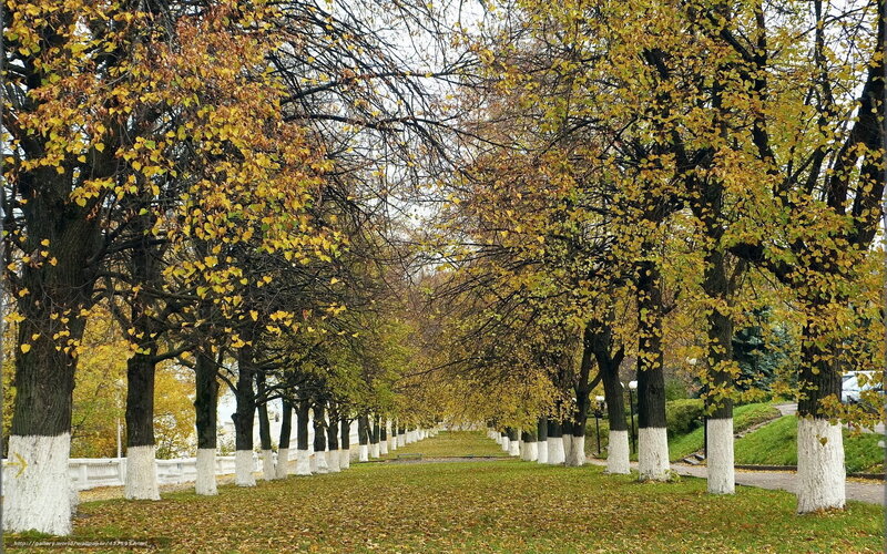 Autumn Trees in Park — Yellow, Serene, Photograph, Leaves, Path, White Paint