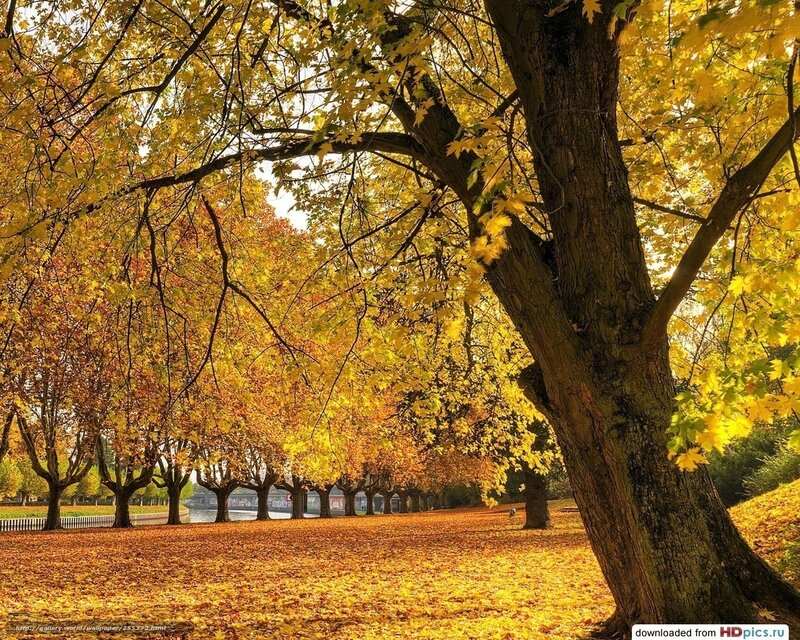 Autumn Trees in Park — Yellow, Serene, Photograph, Leaves, River