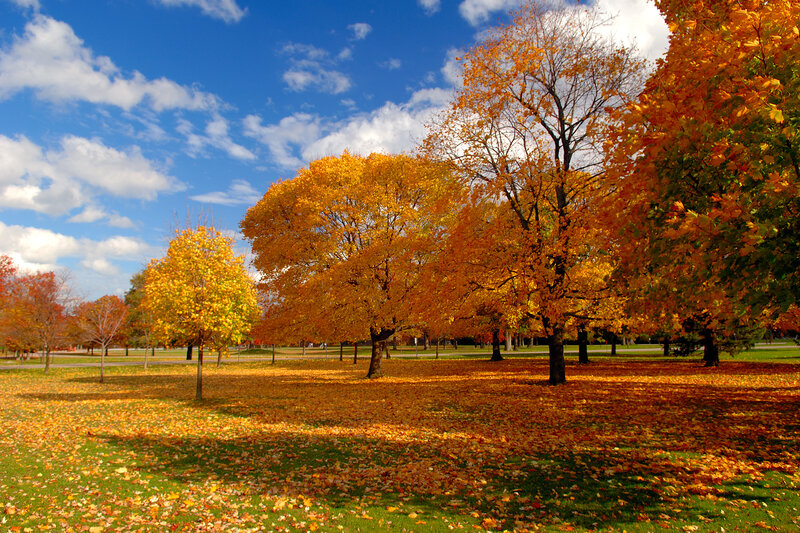 Autumn Trees in Park — Yellow, Serene, Photograph, Leaves, Sky