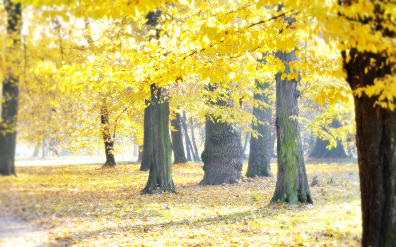 Autumn Trees in Park — Yellow, Serene, Photograph, Leaves, Sunlight