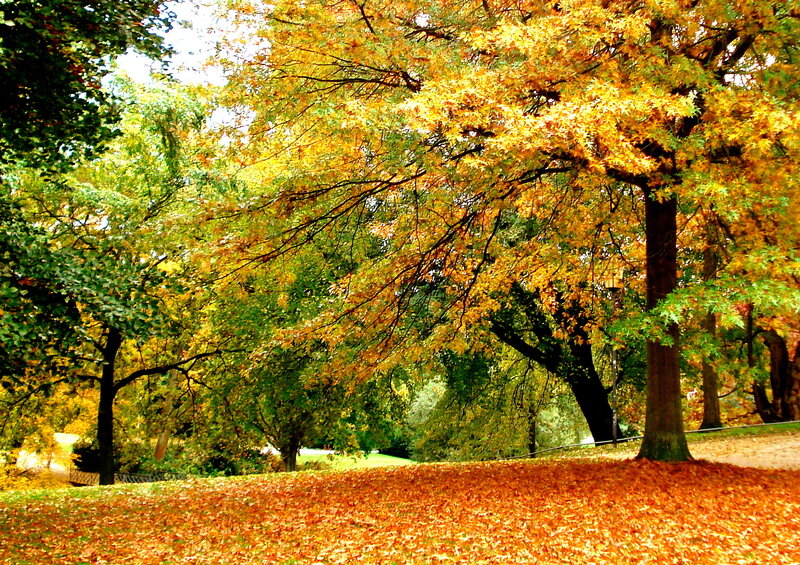 Autumn Trees in Park — Yellow, Serene, Photograph, Leaves