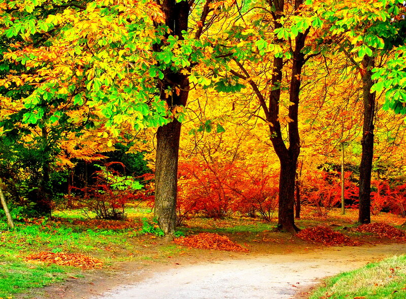 Autumn Trees in Park — Yellow, Serene, Photograph, Path, Leaves, Bushes