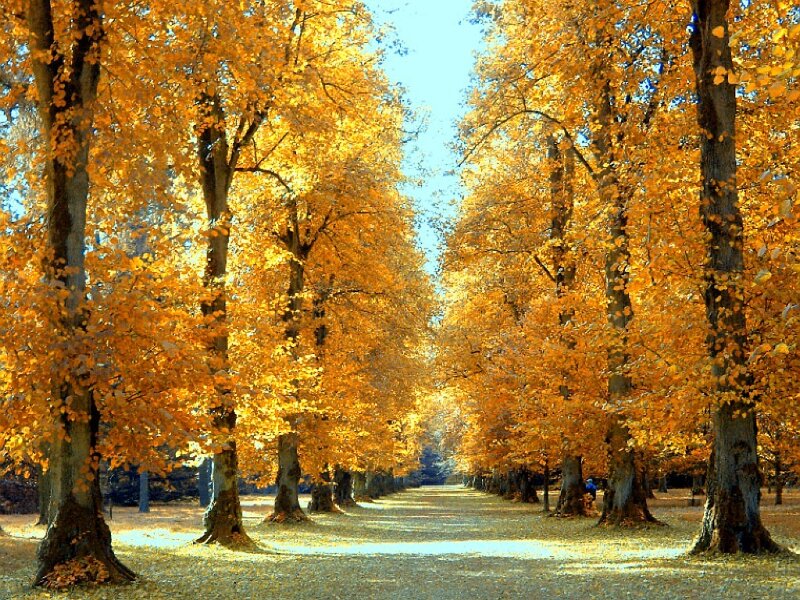 Autumn Trees in Park — Yellow, Serene, Photograph, Path, Leaves, Sky, Orange